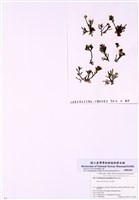 藏品(太平洋腔煉藻)的圖片